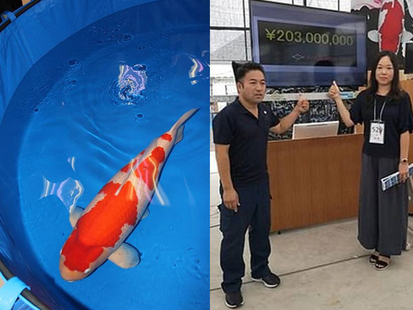 Người phụ nữ chi 41,5 tỷ đồng mua con cá có 2 màu trắng, đỏ