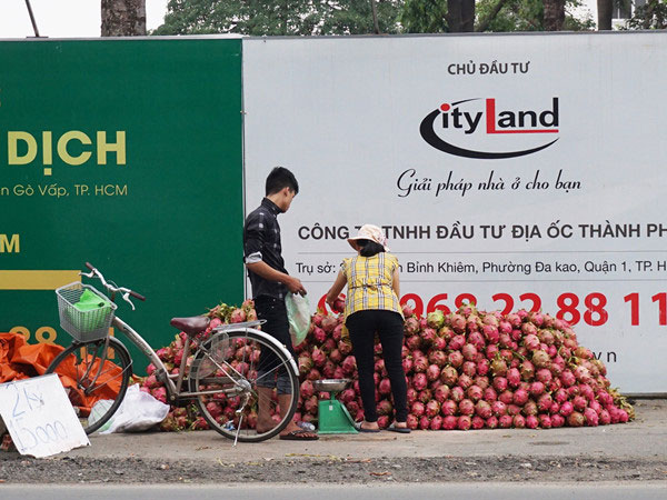 Thanh long Bình Thuận đổ về Sài Gòn giá 15.000 đồng 2 kg