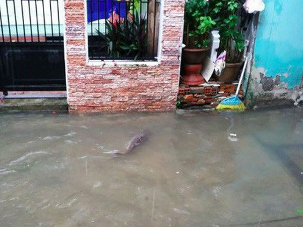 Triều cường dâng cao, cá bơi trên đường ở Cần Thơ