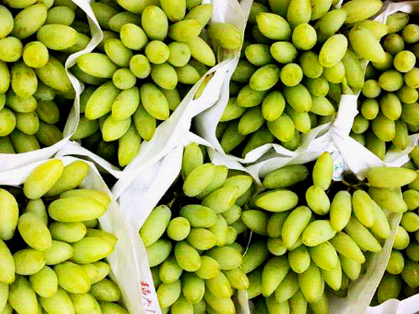 Nho ngón tay vàng Nhật Bản giá hơn 1,5 triệu mỗi kg