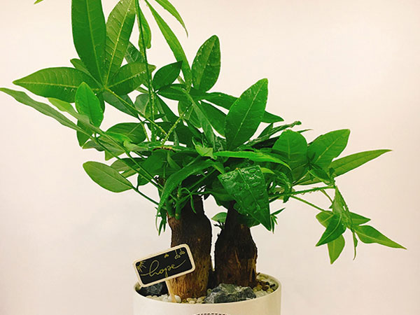 Sự nghiệp sẽ phất lên như diều gặp gió nếu bạn đặt 5 cây cảnh này trên bàn làm việc