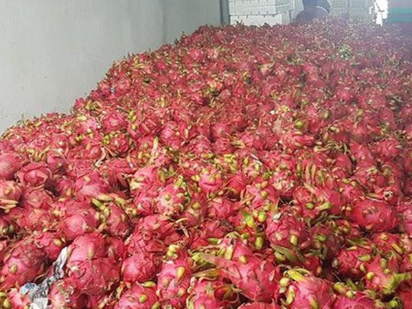 'Tôi đang mua thanh long xuất khẩu 120.000 đồng/kg'