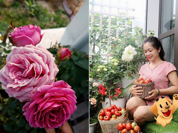 Ngôi nhà hoa hồng nhỏ nhắn và vô cùng dễ thương giữa thành phố Hạ Long của mẹ trẻ xinh đẹp