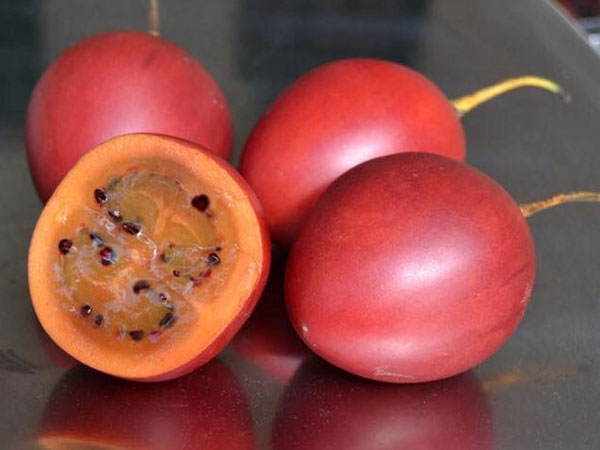 Cà chua độc lạ giá 1 triệu đồng/kg một thời giờ ra sao?