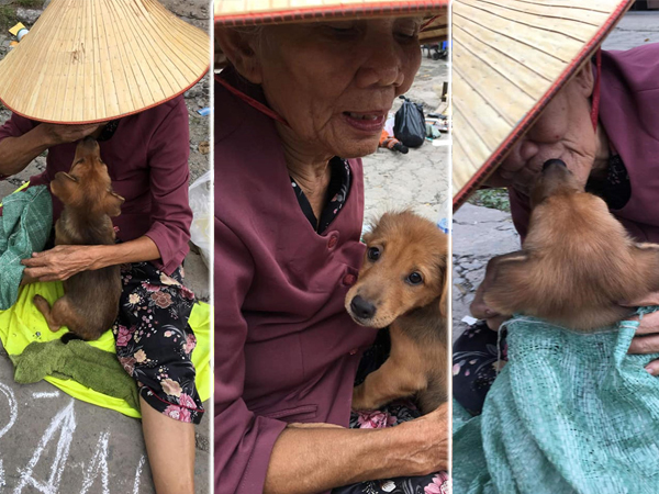 Góc khuất phía sau hình ảnh 'bà lão hôn tạm biệt cậu Vàng trước khi bán' gây sốt cộng đồng mạng
