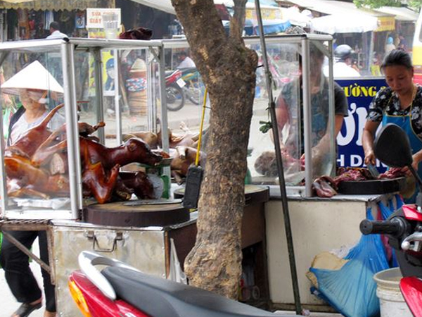 Khi chó chỉ là 'cầy tơ'