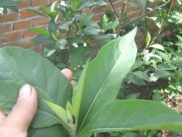 Sùng bái cây mật gấu: Hàng trăm người trả giá đắt, nguy cơ tai biến và tàn phế