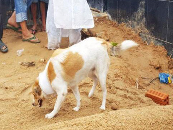 Câu chuyện uất hận về chú chó đang để tang bà chủ thì bị 'cẩu tặc' bắt mất