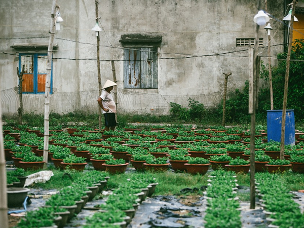 Hoa Tết vào vụ