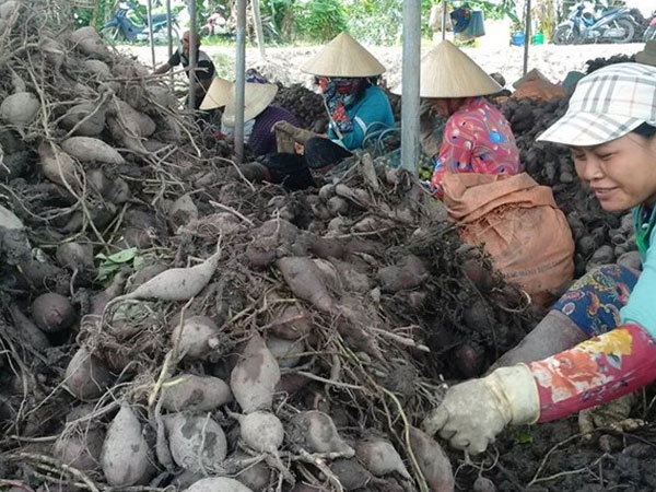 Khoai lang rớt giá, Vĩnh Long 'cầu cứu' Trung ương