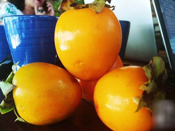 Cẩn thận với loại quả giòn ngon giàu dinh dưỡng này, đã có nhiều người bị tắc ruột chỉ vì ăn không đúng cách