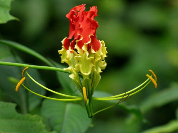 Giật mình với màu sắc hoa Lily lửa cũng như giá của nó