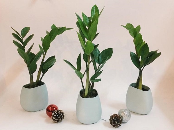 3 tháng cuối năm tiền tới ngập mặt chỉ cần bạn đặt loại cây này trong nhà