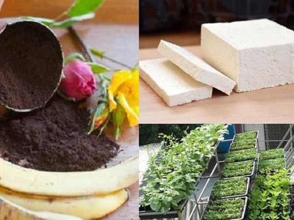 Chỉ cần vùi 1 bìa đậu xuống gốc cây, qua một đêm sâu chết hết, hoa nở rộ