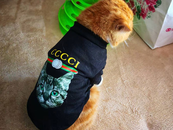 Bà mẹ 'sòng phẳng' của năm: Lấy áo Gucci 7 triệu của con lót ổ mèo, xong đền 100k bảo ra chợ mua mới