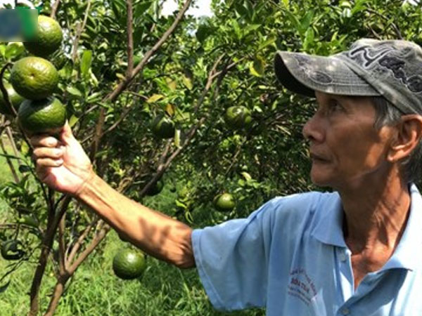 Giá cam sành liên tiếp sụt giảm, người trồng lỗ nặng