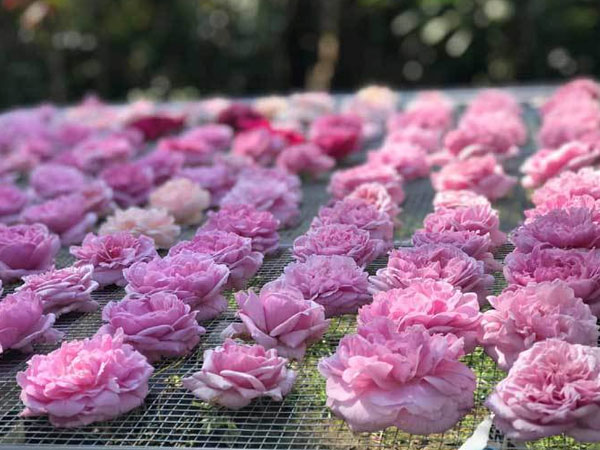Trà hoa hồng nguyên bông 10 triệu/kg, bà chủ bỏ 2 tỷ không dám uống nhiều