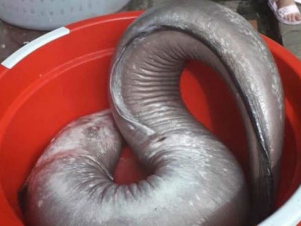 Nhóm thợ săn bắt được cá chình 'khủng' nặng 17kg, bán hơn 10 triệu đồng