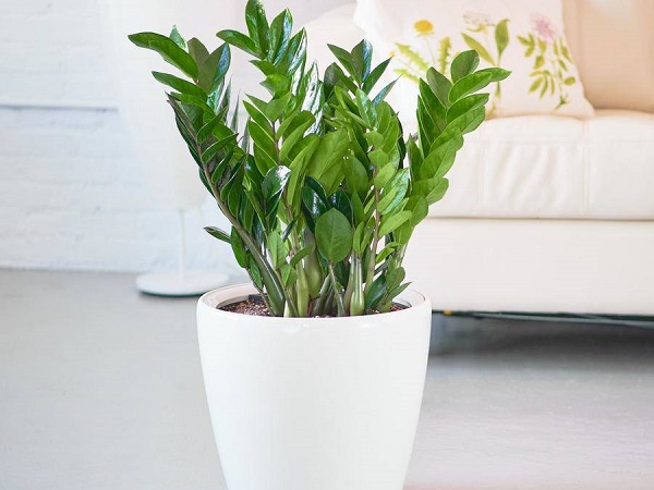 Cách trồng cây kim tiền chính xác để tiền tài ùn ùn kéo đến