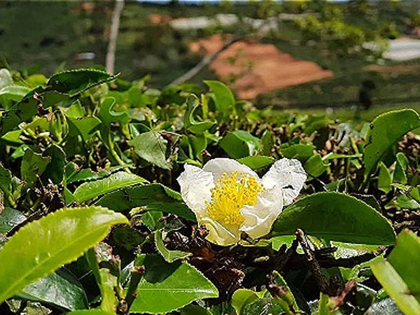 Nông dân Lâm Đồng chặt bỏ chè