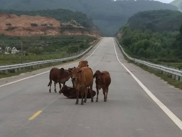 Đường 52 tỷ không bóng người, bò nhởn nhơ đứng, nằm tạo dáng