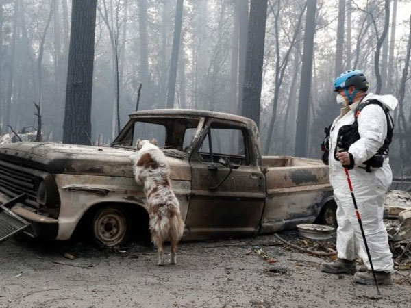 Ảnh: Chó nghiệp vụ Mỹ lùng sục tìm kiếm tử thi vụ cháy rừng California