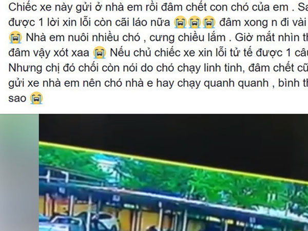 Chú chó bị cán chết ở bãi đỗ xe, chủ nhân đăng đàn tố cáo gây tranh cãi lớn trên MXH