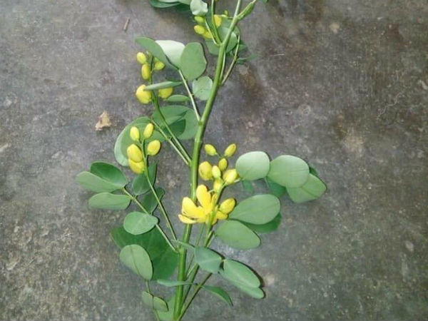 Hà Tĩnh: Uống thuốc lá cây trong vườn, vợ tử vong, chồng nguy kịch