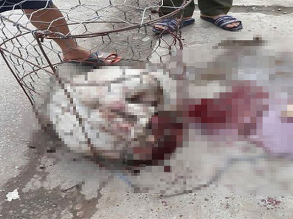 Chó Pitbull 30kg lao vào cắn chủ nhà và hàng xóm ở Hà Nội: Thường bị bỏ 1 mình trong lồng