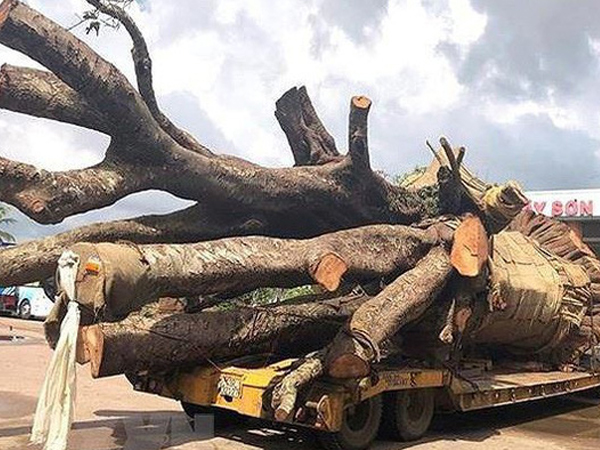 Xử phạt 12,5 triệu xe đầu kéo chở cây 'siêu khủng'