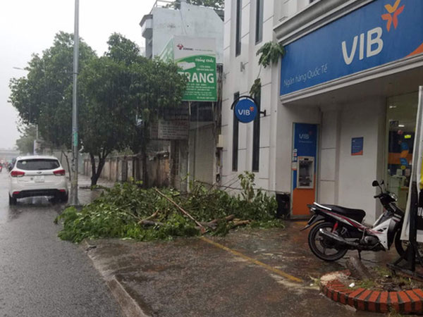 TP.HCM: Cây xanh bị bão quật ngã, hai mẹ con bé trai 6 tuổi thoát chết trong gang tấc