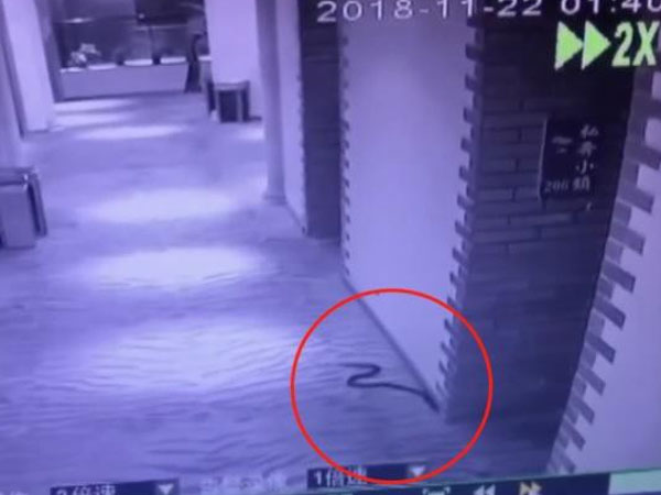Dùng rắn độc đe dọa cưỡng hiếp một cô gái, người đàn ông phải trả giá bằng tính mạng do chính hành động của mình