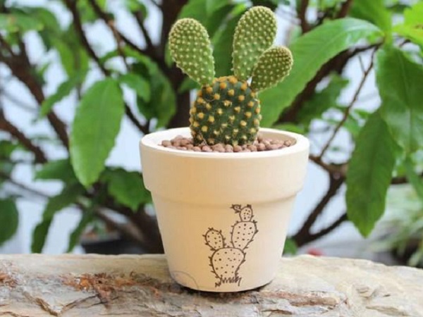 Nếu muốn muôn đời nghèo hèn, làm mãi không có tiền thì cứ mang 7 loại cây này về nhà