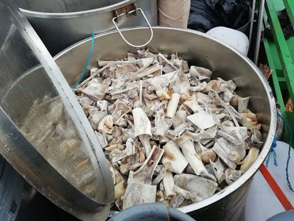 Nam Phi: 6 người Việt tham gia giết 40 con sư tử trong 2 ngày