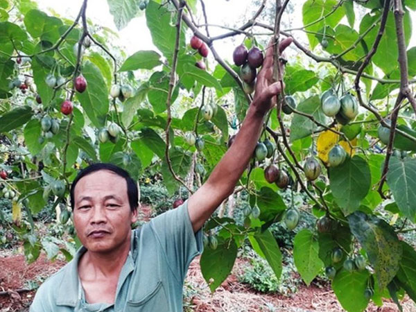 Thê thảm với cà chua từng được tâng bốc '1 triệu đồng/kg'