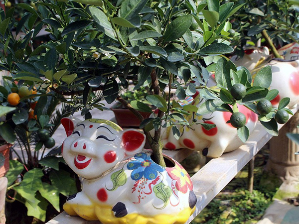 Heo vàng 5 triệu cõng quất bonsai chào tết Kỷ Hợi 2019