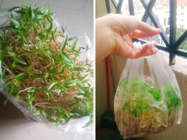 Khoe 'bonsai giá đỗ' sau một ngày để quên, dân mạng chỉ ra điều kì lạ đáng sợ
