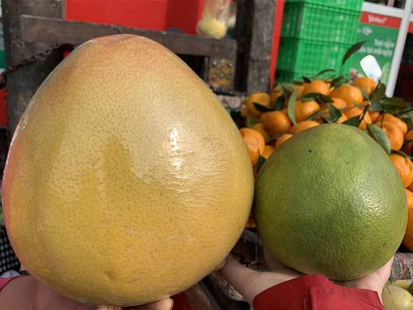 Bưởi Trung Quốc, bưởi Việt Nam: Cẩn thận thắp hương đồ Tàu cúng ông bà