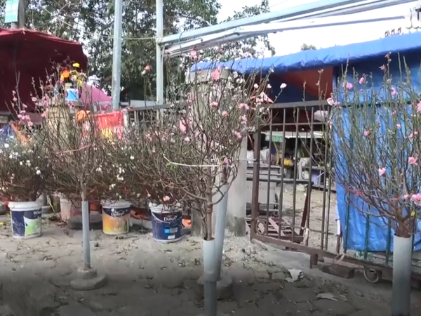 Video Đào Nhật Tân xuống phố đón Tết sớm 2 tháng