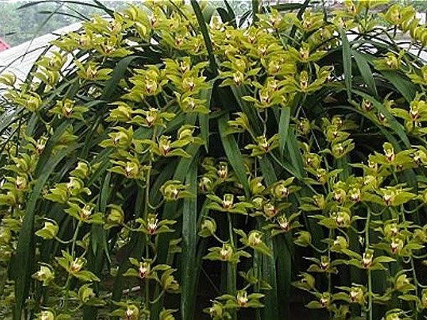 Những loại lan đắt đỏ giới nhà giàu săn lùng dịp Tết