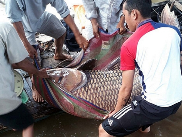 Vĩnh Long: Bắt được cá hô khổng lồ nặng 125 ký, bán hơn 300 triệu đồng