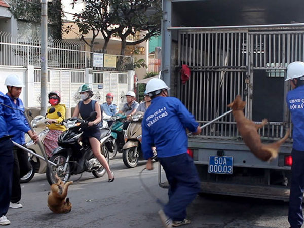 43 trường hợp thả rông chó ở trung tâm TP.HCM bị xử phạt
