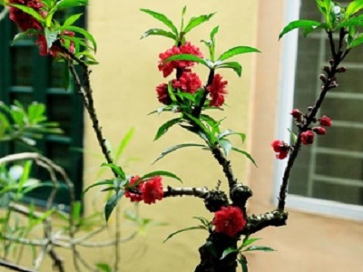 Vài chục triệu đồng một cây đào 'tiến Vua' chơi Tết