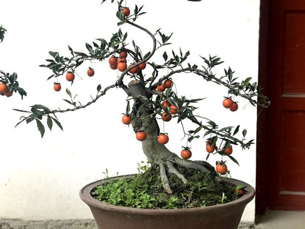 Hồng đá bonsai giá 1 tỷ đồng: Đại gia bí ẩn xuống tiền chơi Tết