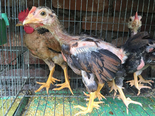 Loài gà 'vua Hùng kén rể' trong truyền thuyết được ráo riết săn lùng làm quà biếu Tết