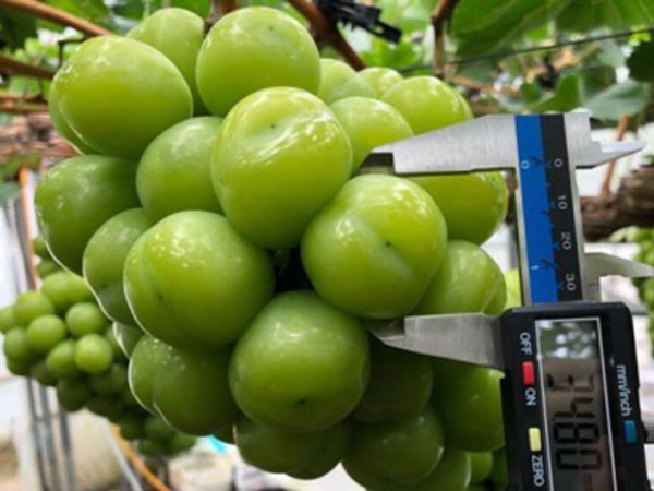 Trái cây cao cấp ngoại ồ ạt về Việt Nam