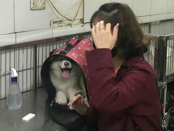 Hà Nội: Đưa chó cưng đi khám, cô gái bị tàu hất văng sang một bên, may mắn thoát chết