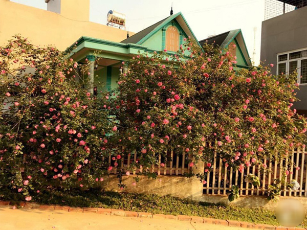 Ngôi nhà yên bình rợp bóng hồng cổ Sapa trên phố núi Tây Bắc của mẹ hai con