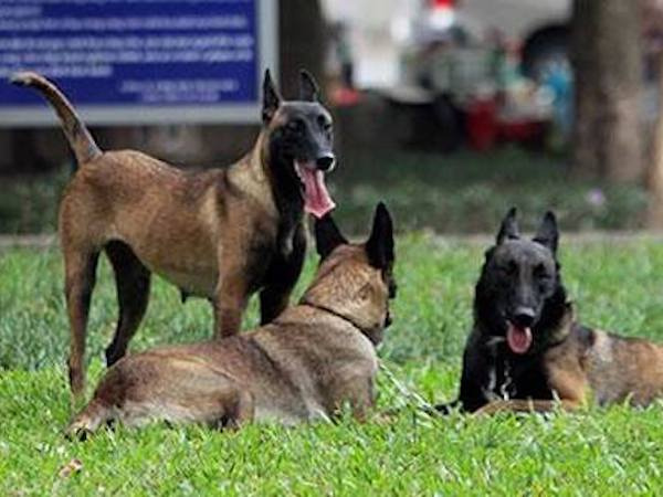 Đề xuất quản lý chó nuôi ở Hà Nội bằng phần mềm