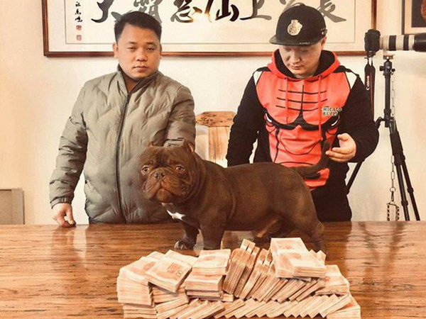 Cặp chó cưng có giá 1,6 tỷ đồng của người đàn ông ở TPHCM, ăn cả 100kg thịt 1 tháng